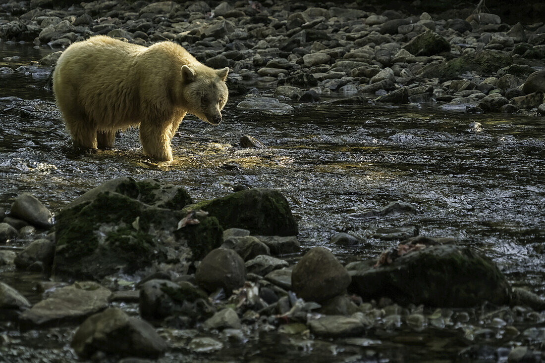 Geisterbär oder Kermodebär (Ursus americanus kermodei) wandert in einem Bach im Great Bear Rainforest; Hartley Bay, British Columbia, Kanada.