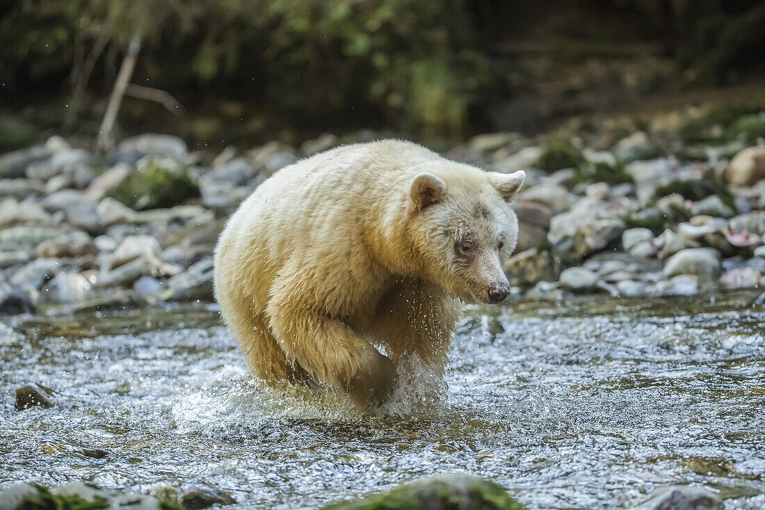 Spirit Bear, or Kermode Bear (Ursus americanus kermodei) fishing in the Great Bear Rainforest; Hartley Bay, British Columbia, Canada