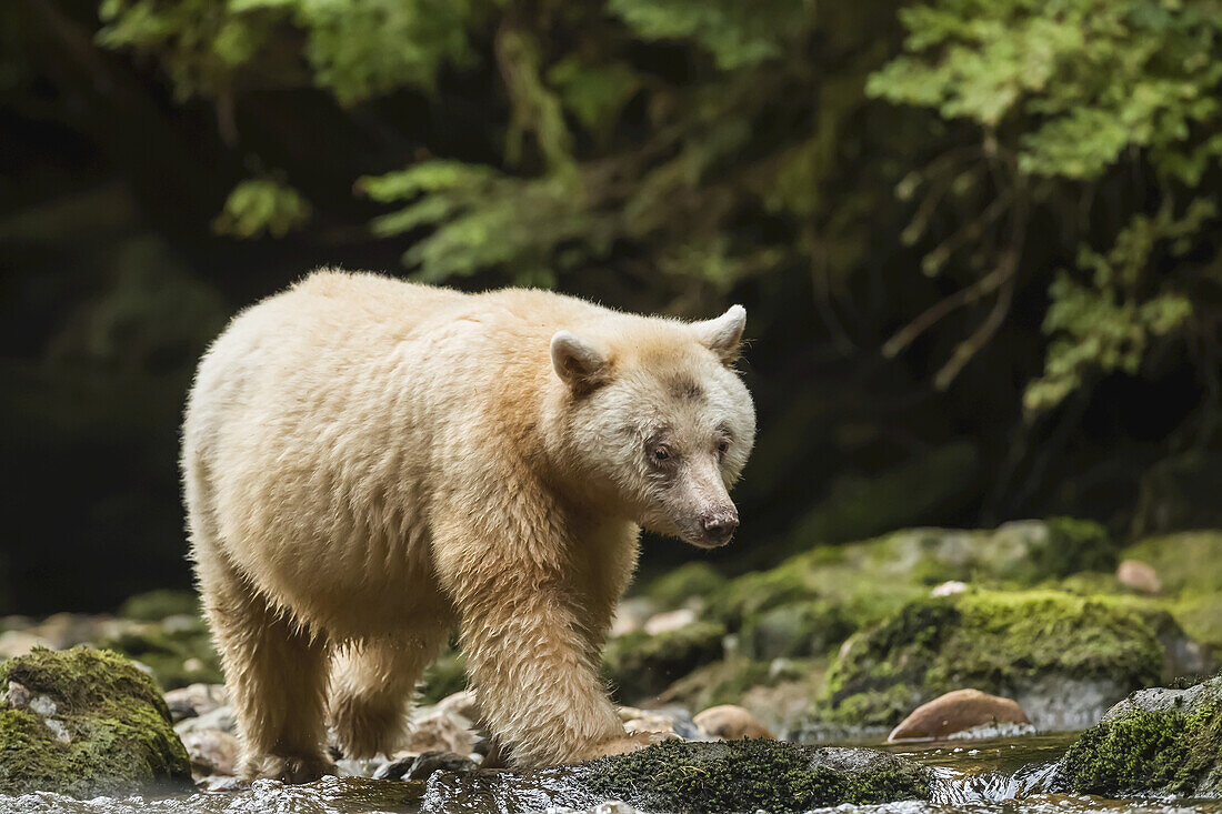 Spirit Bear, or Kermode Bear (Ursus americanus kermodei) fishing in the Great Bear Rainforest; Hartley Bay, British Columbia, Canada