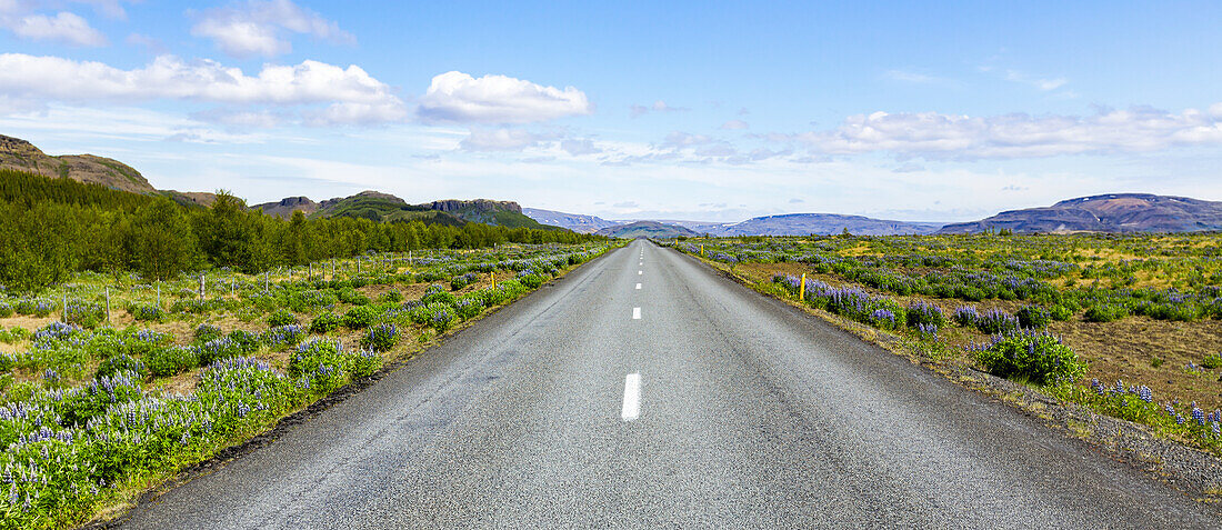 Eine der weiten, offenen Autobahnen durch Island mit Feldern wilder Lupinenblüten, die die Straßen in der vulkanischen Landschaft säumen; Island