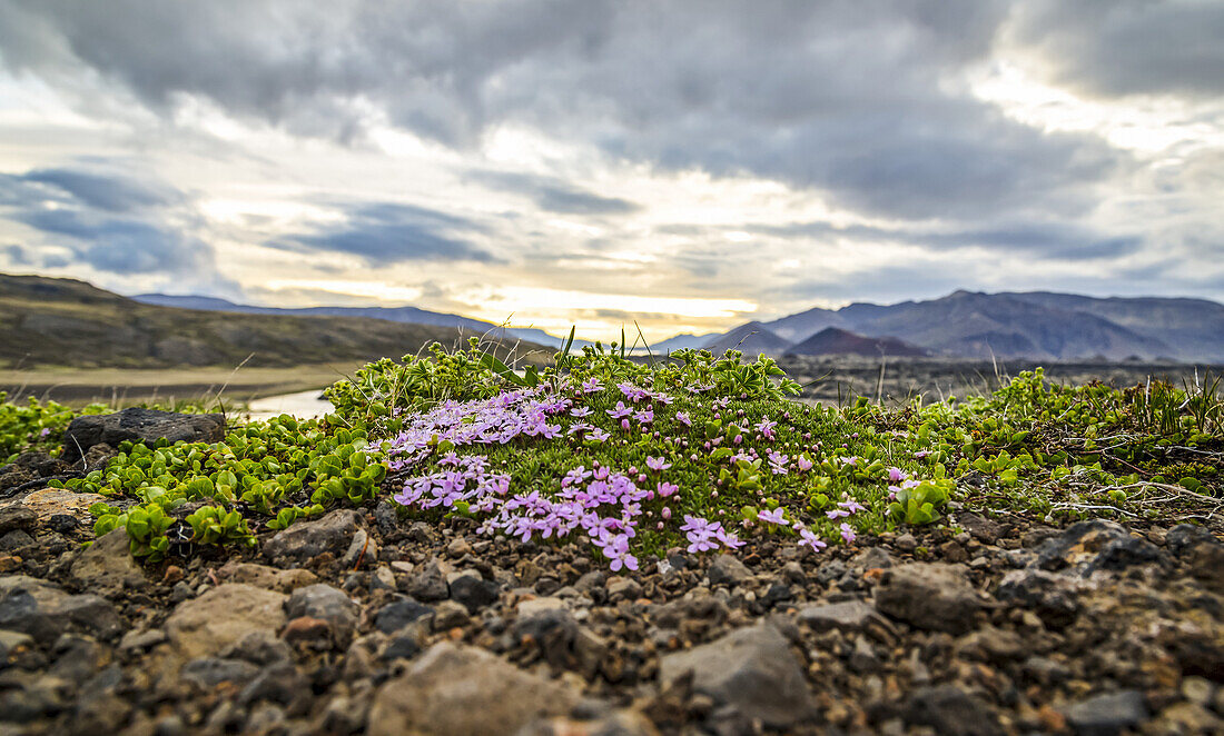 Ein kleiner Aufwuchs von Wildblumen und Moos bedeckt die zerklüftete Felslandschaft in diesem Tal; Island