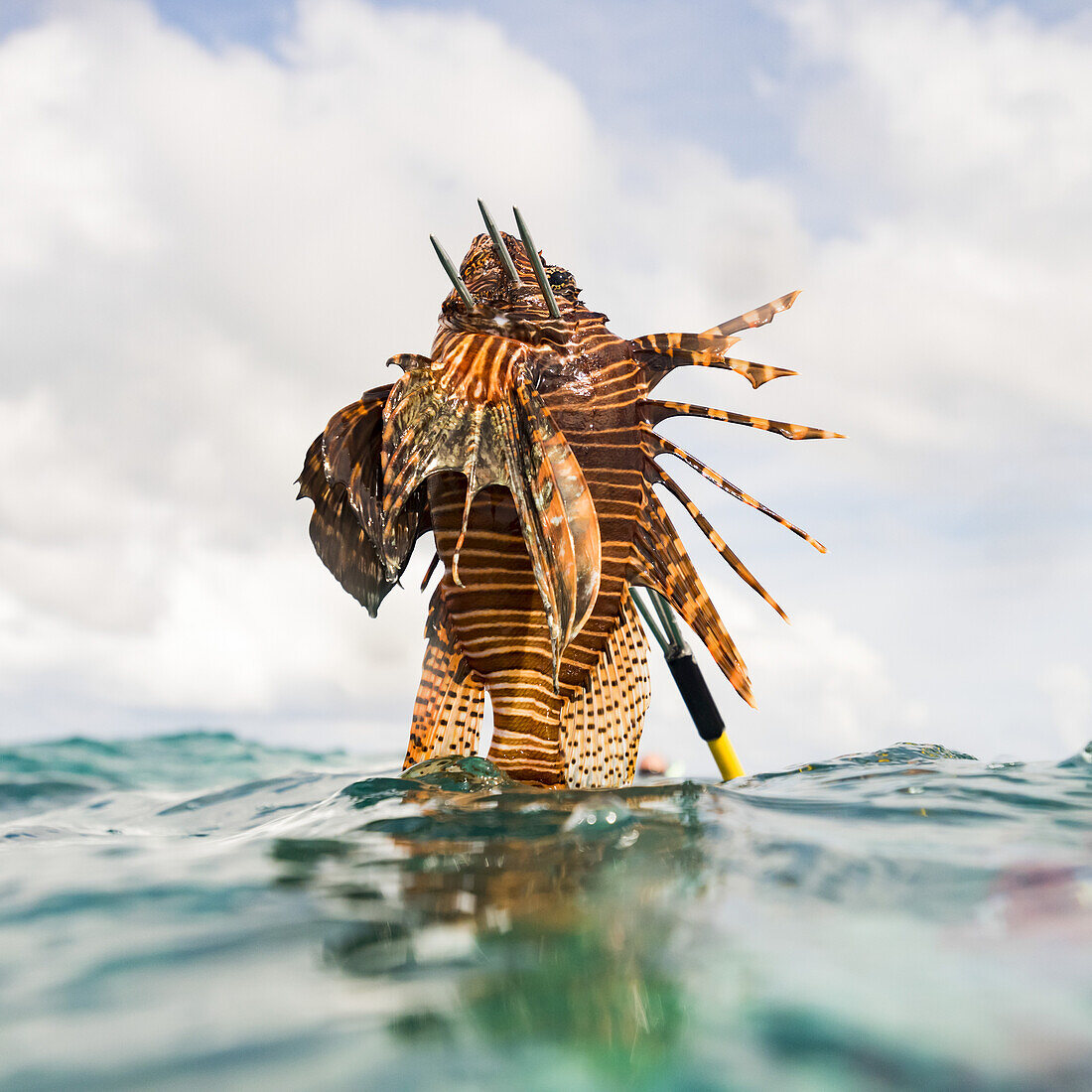 Fresh caught sea life off the Turneffe Atoll, Belize Barrier Reef; Belize