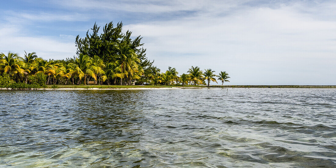 Üppiges Blattwerk und Palmen entlang einer tropischen Küste; Belize