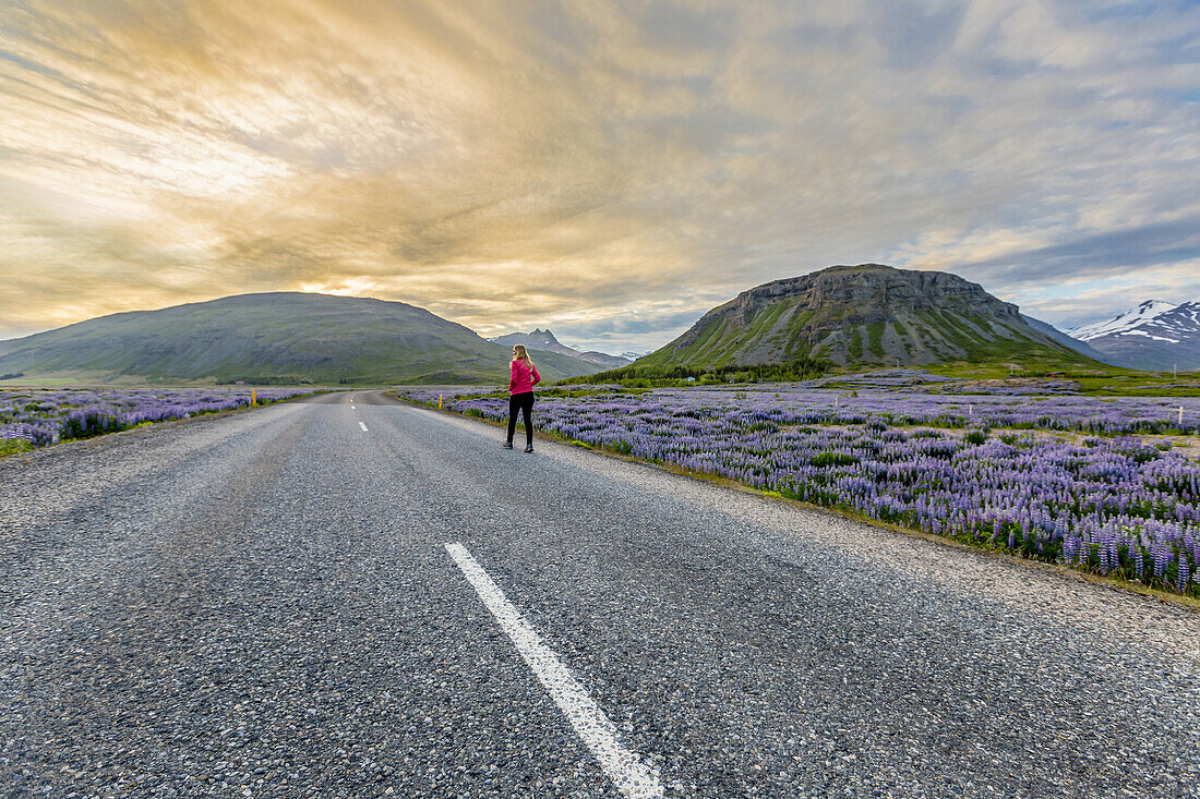 Eine weibliche Reisende geht allein auf der leeren Straße in Island dem Sonnenuntergang entlang des mit Wildblumen übersäten Straßenrandes entgegen; Island