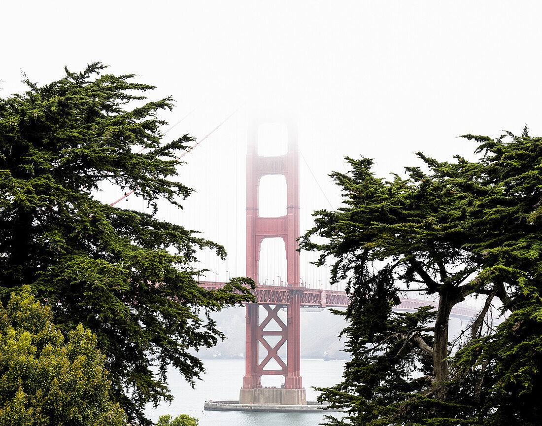 A stem from the Golden Gate Bridge shows itself through the trees and fog; San Francisco, California, United States of America