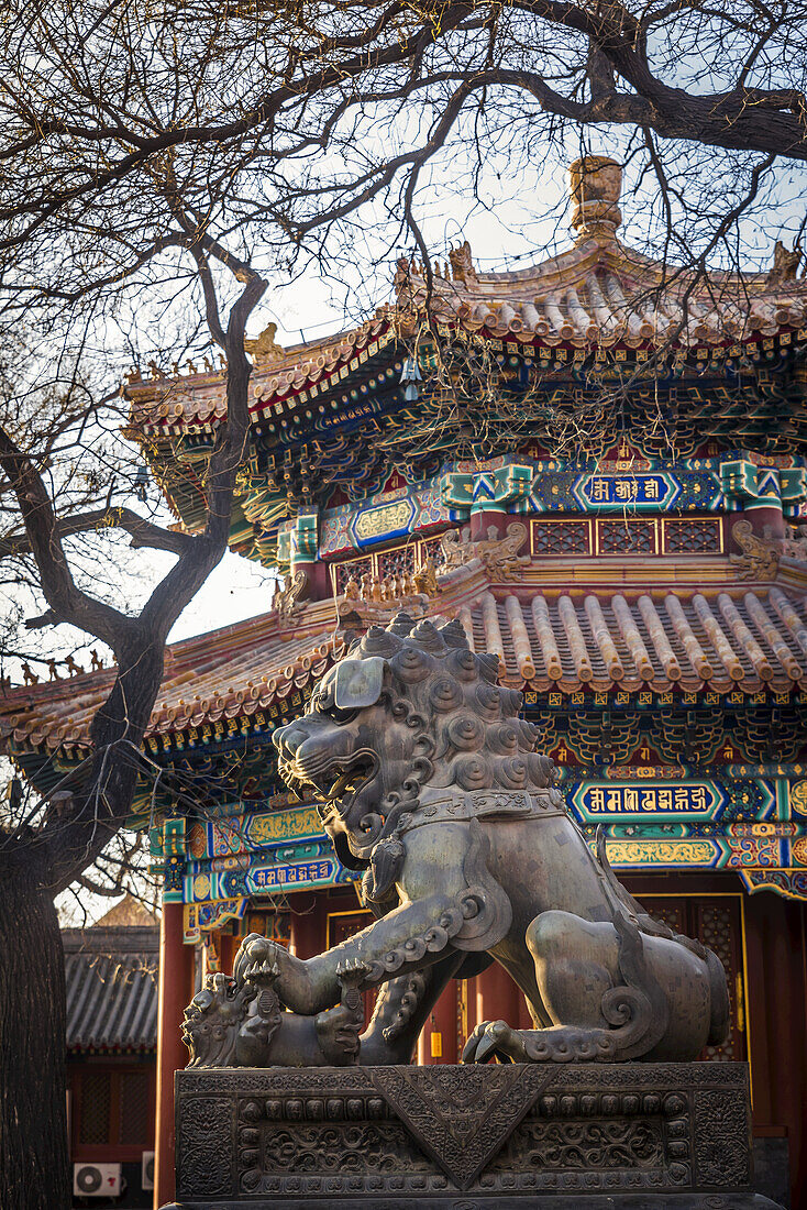 Chinesischer Wächterlöwe im Lama-Tempel, Bezirk Dongcheng; Peking, China.