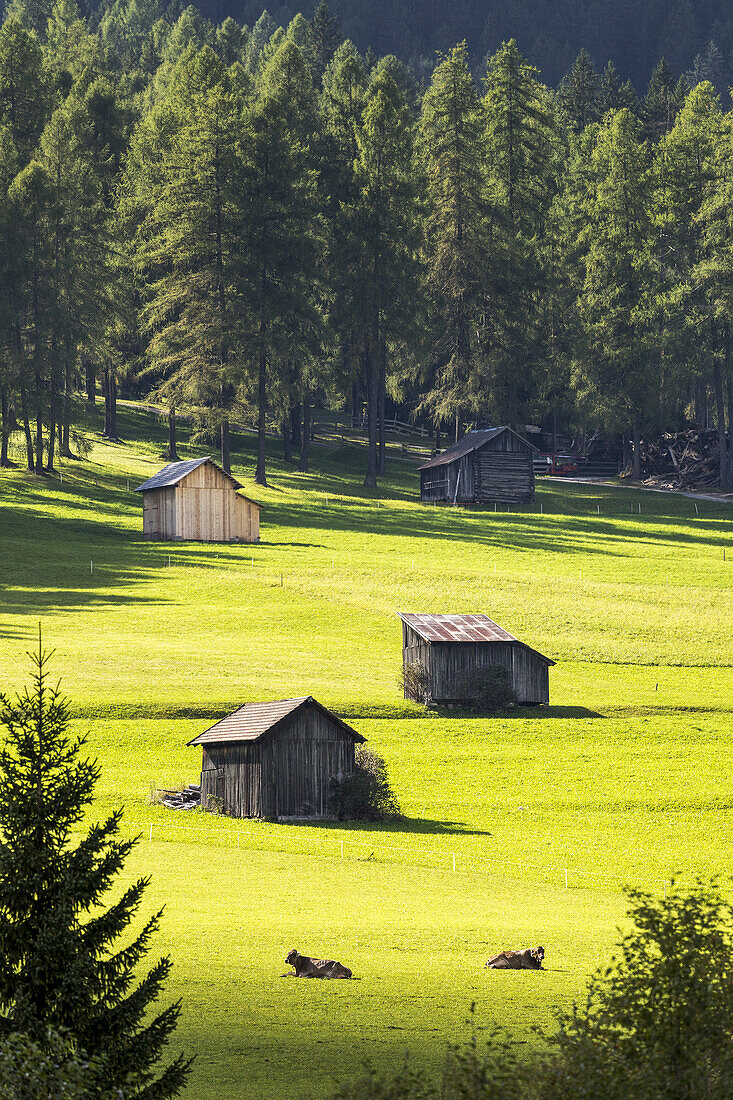 Wooden barns in grassy alpine meadow with cows and trees in the background; Sesto, Bolzano, Italy