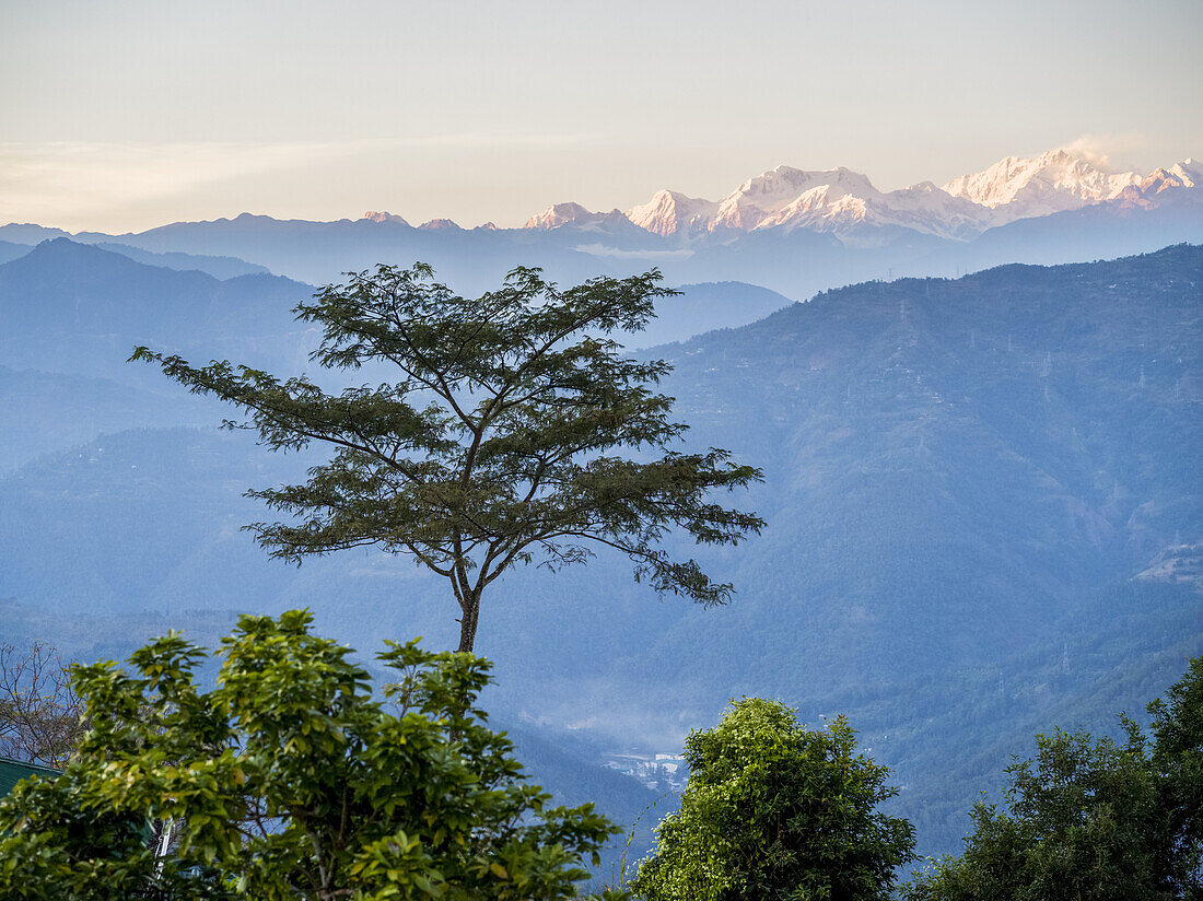 Blick auf die sonnenbeschienenen Gipfel des Himalaya von der Glenburn Tea Plantation and Estate; Singringtam, Westbengalen, Indien