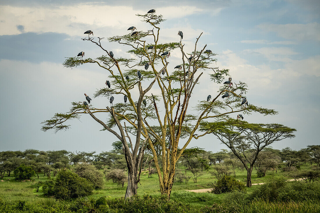 Flock of marabou storks (Leptoptilos crumenifer) perched in tree, Serengeti National Park; Tanzania