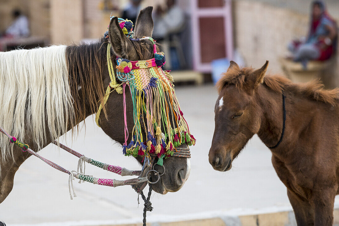 Mit Quasten verzierter Pferdekopf; Jaisalmer, Rajasthan, Indien