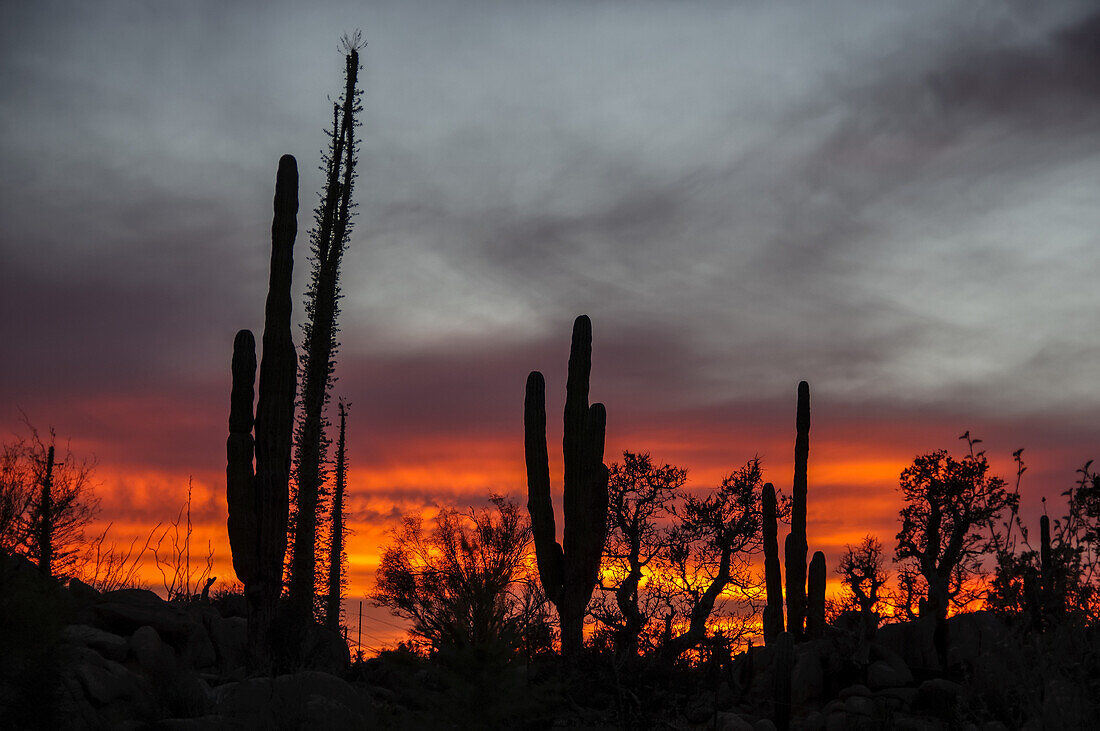 Silhouettierte Kaktuspflanzen in einem glühenden Sonnenuntergang; Catavina, Baja California, Mexiko