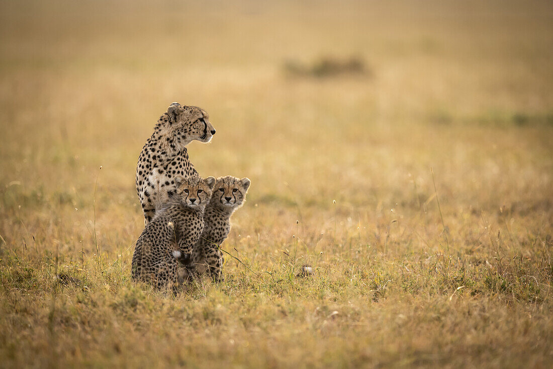 Gepard (Acinonyx jubatus) sitzt mit zwei Jungtieren im Gras, Maasai Mara National Reserve; Kenia.