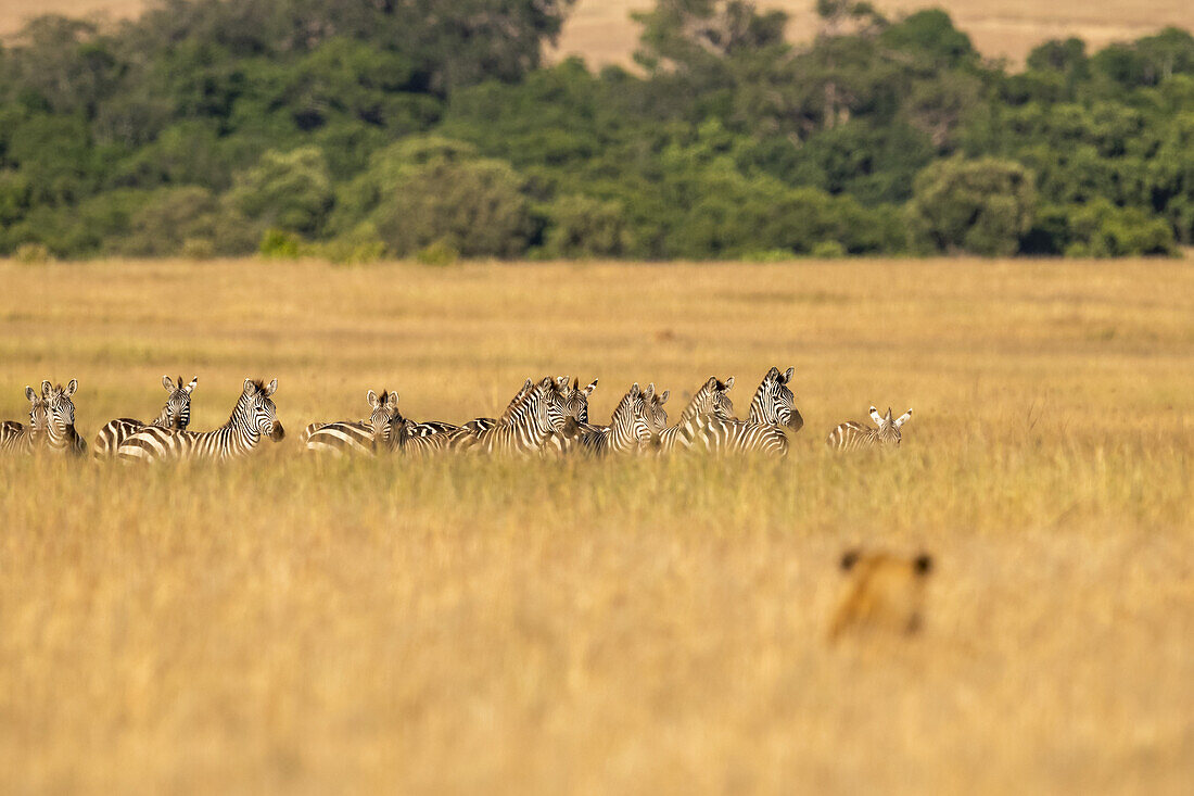 Lion (Panthera Leo) hiding in long grass watches herd of zebra (Equus quagga), Maasai Mara National Reserve; Kenya