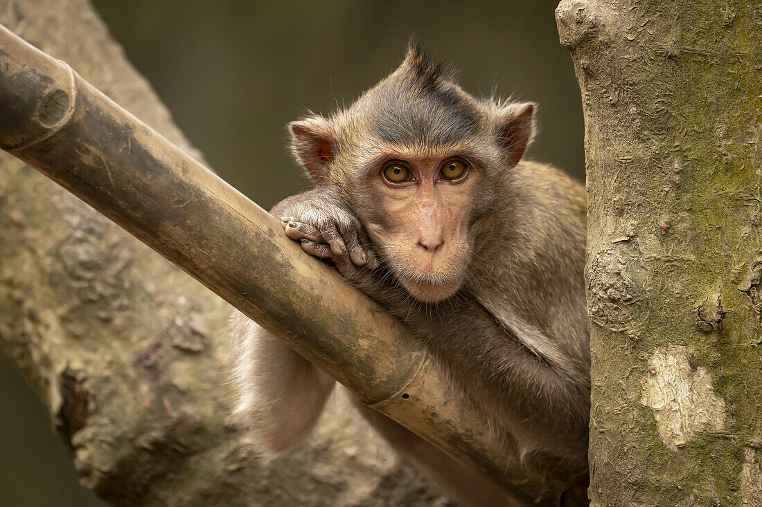 Langschwanzmakak (Macaca fascicularis) lehnt den Kopf auf beide Pfoten; Can Gio, Ho Chi Minh, Vietnam