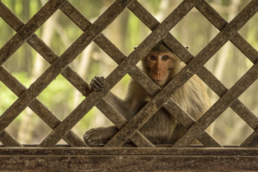 Close-up of long-tailed macaque sits behind wood trellis window; Can Gio, Ho Chi Minh, Vietnam