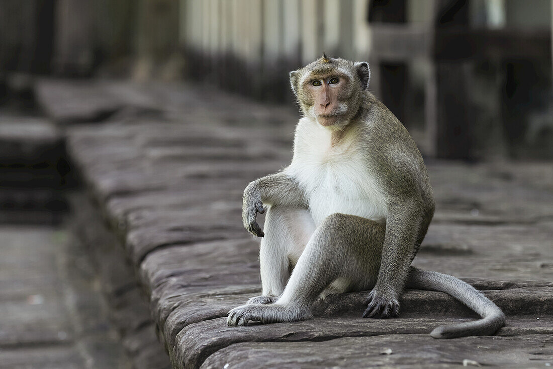 Long-tailed macaque sits on wall looking up; Can Gio, Ho Chi Minh, Vietnam