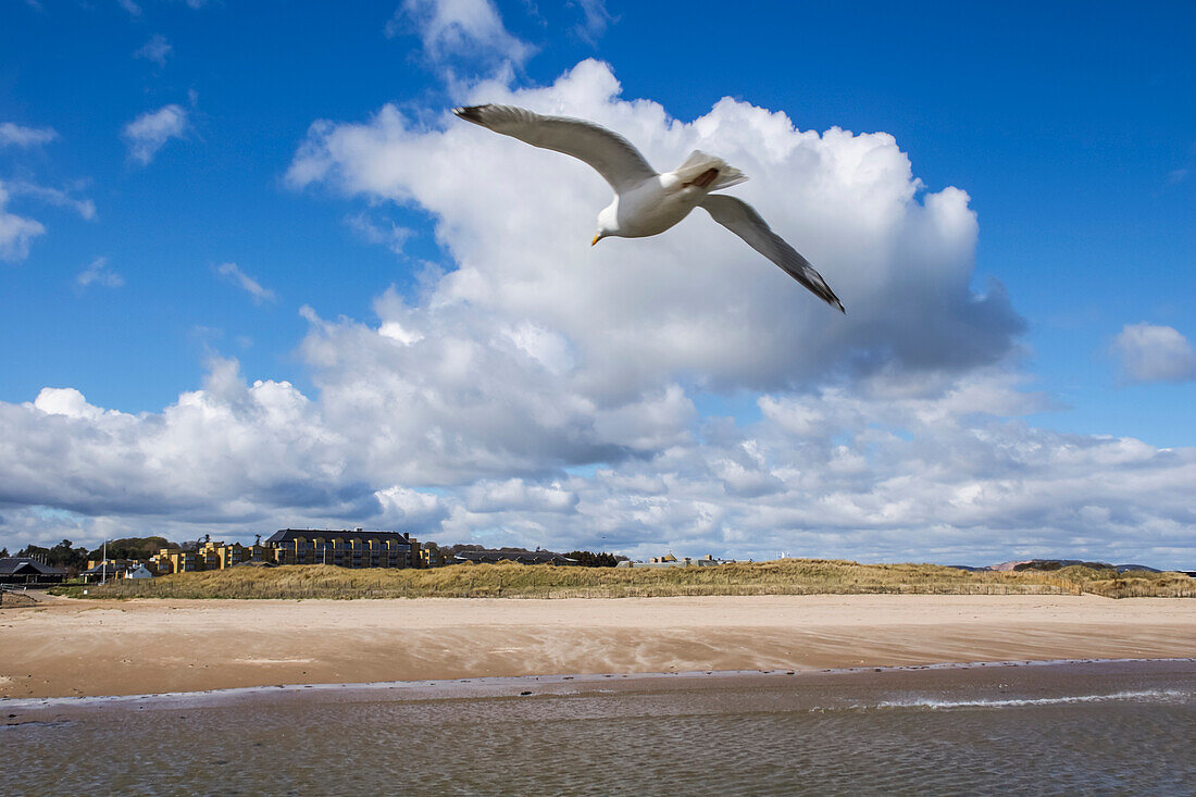 Eine Möwe fliegt in Richtung West Sands Beach; St. Andrews, Fife, Schottland.
