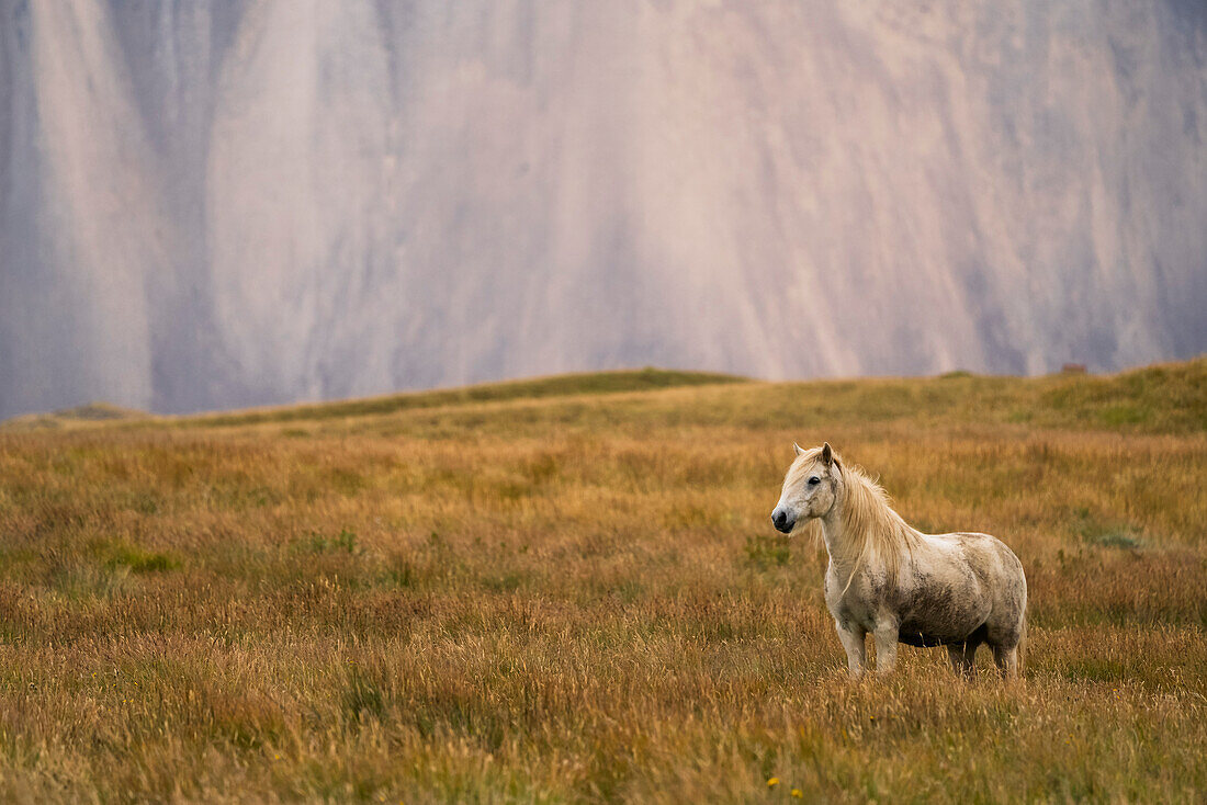 Blondes Islandpferd auf einer Wiese mit einer Bergklippe im Hintergrund; Island