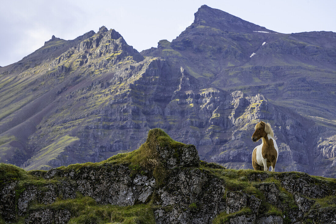 Isländisches Pferd in der zerklüfteten Landschaft Islands; Island