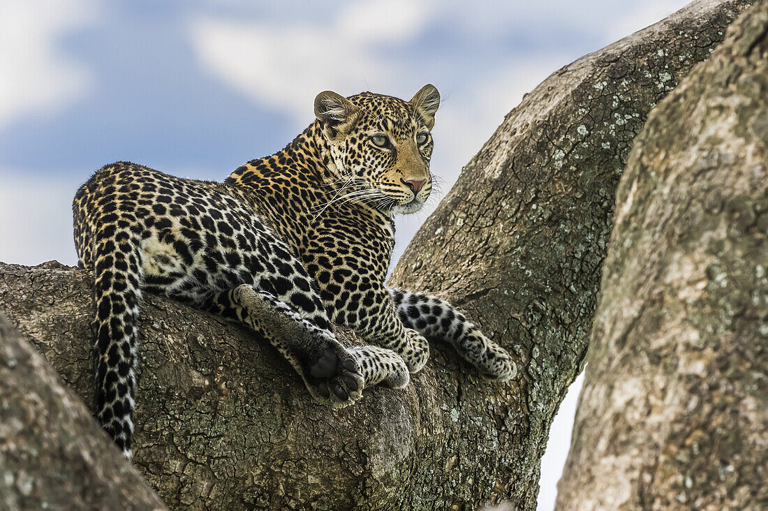 Leopard (Panthera pardus) im Mashatu-Wildreservat; Botswana.