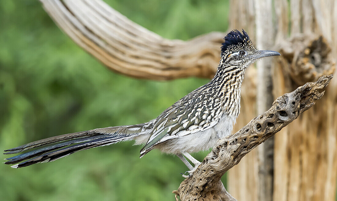 Greater Roadrunner (Geococcyx californianus), The Pond; Arizona, United States of America