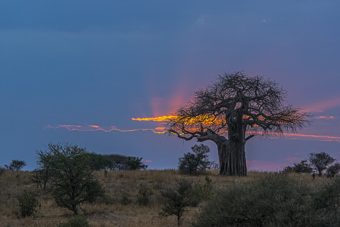 Glühende Wolke über einem Himmel bei Sonnenaufgang mit Bäumen auf einem Feld im Vordergrund; Tansania.