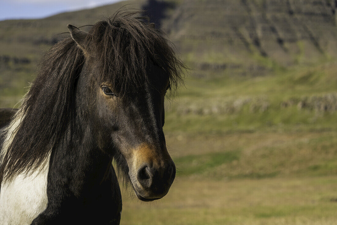 Islandpferd in der Naturlandschaft; Island