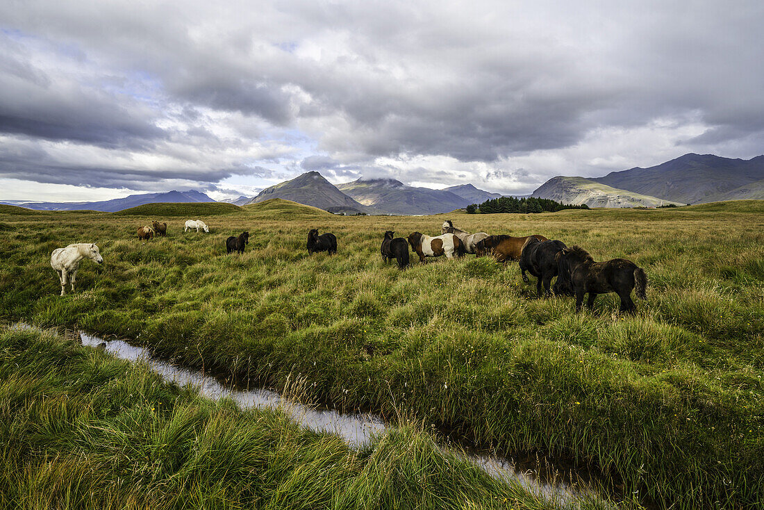 Icelandic horses in the natural landscape in Southeast Iceland; Iceland