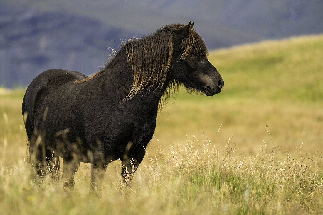 Islandpferd in der Naturlandschaft; Island