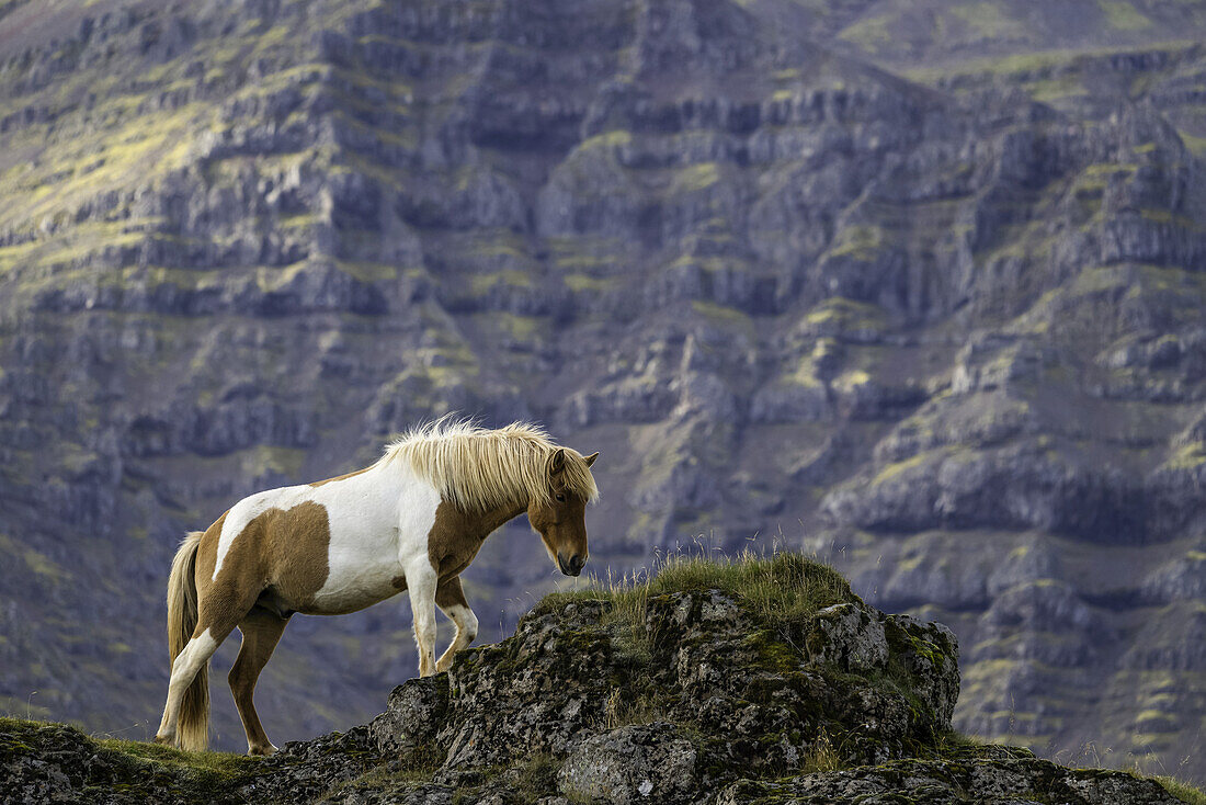 Isländisches Pferd in der Naturlandschaft; Island
