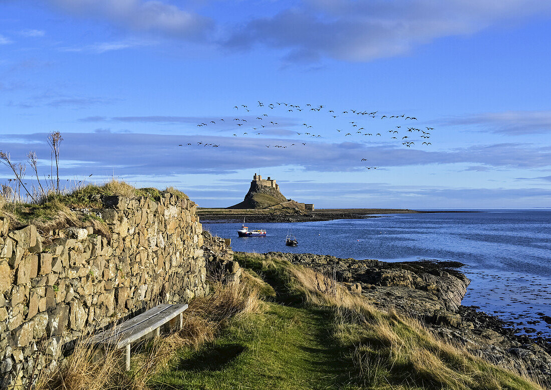 Gänseschwarm fliegt über Lindisfarne Castle auf Holy Island; Lindisfarne, Northumberland, England.