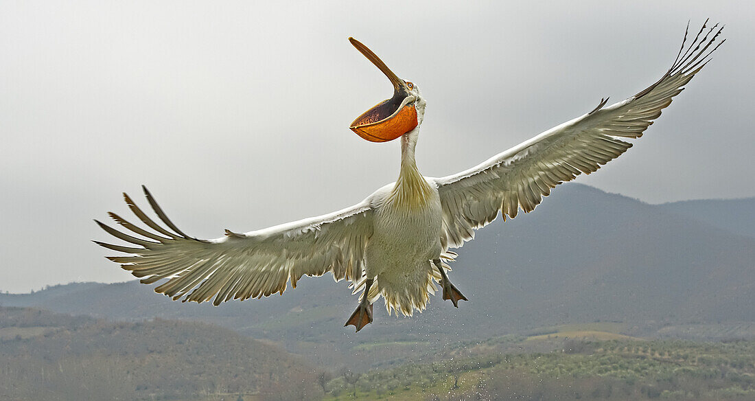 Krauskopfpelikan (Pelecanus crispus) fliegt mit offenem Maul, Kerkini-See; Griechenland.
