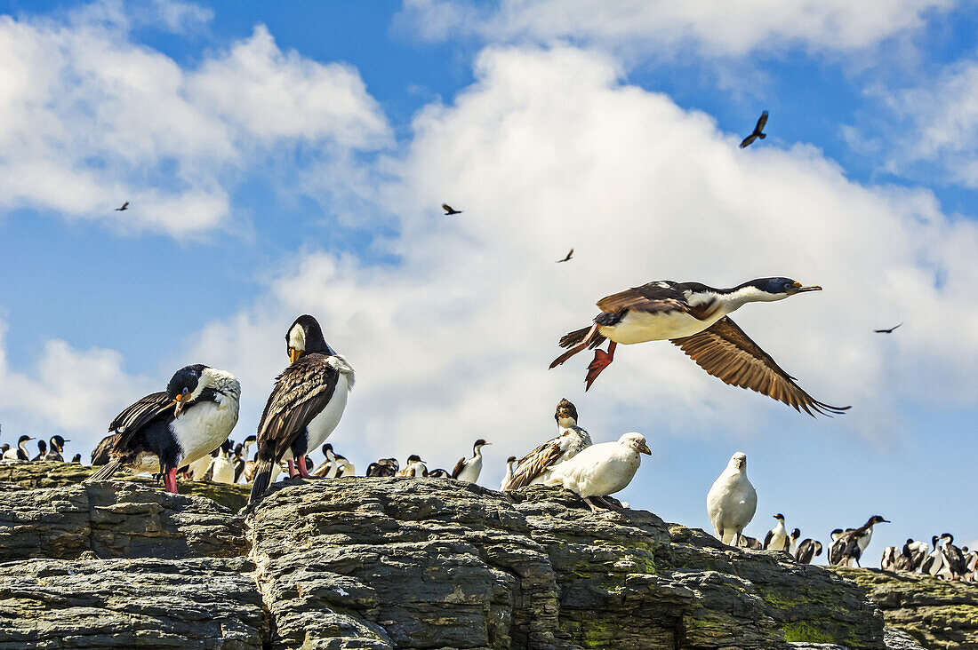 Imperial Shag (Leucocarbo atriceps) and a variety of other birds; Bleaker Island, Falkland Islands