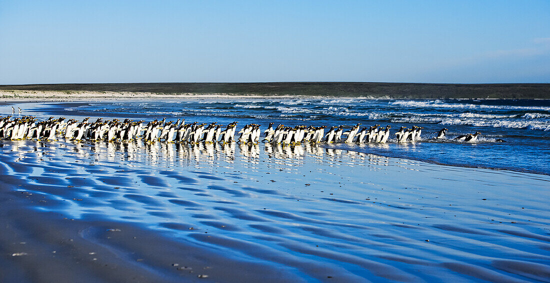 Gentoo penguins (Pygoscelis papua), Volunteer Point; Falkland Islands