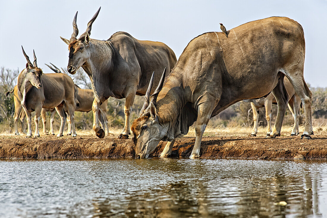 Elenantilope (Taurotragus oryx) trinkt Wasser; Mashatu, Botswana.