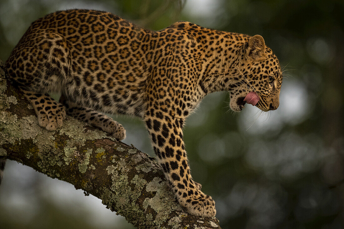 Ein Leopard (Panthera pardus) steht in einem Baum, der mit Flechten bedeckt ist. Er hat schwarze Flecken auf seinem braunen Fell und leckt sich die Lippen, Maasai Mara National Reserve; Kenia