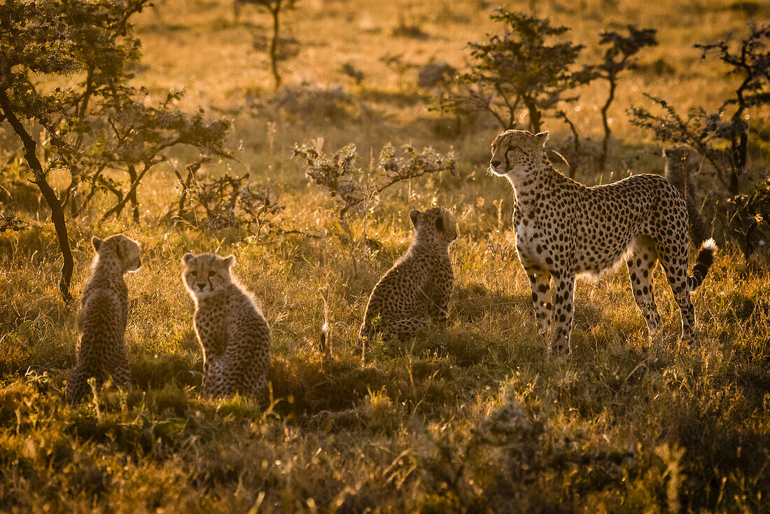 Backlit cheetah and three cubs at sunset, Maasai Mara National Reserve; Kenya