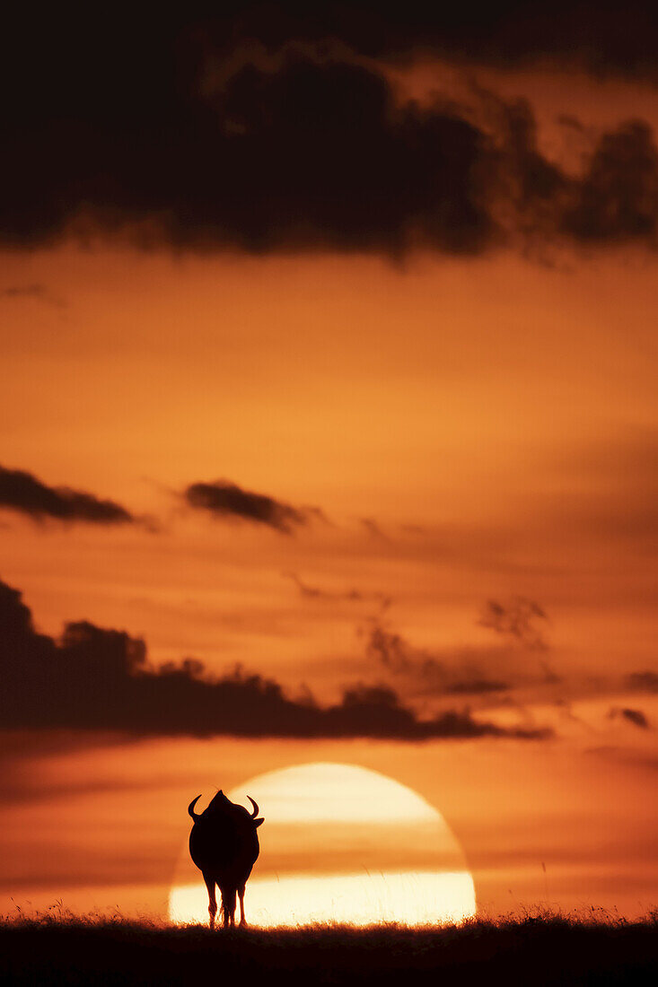 A blue wildebeest (Connochaetes taurinus) is silhouetted against the setting sun on the horizon. It has curved horns and is walking towards the sunset. Shot with a Nikon D850 in the Maasai Mara National Reserve in Kenya in July 2018; Kenya