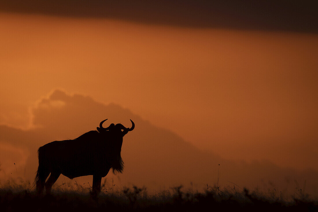 A blue wildebeest (Connochaetes taurinus) is silhouetted against the glowing orange sky on the horizon at sundown, Maasai Mara National Reserve; Kenya