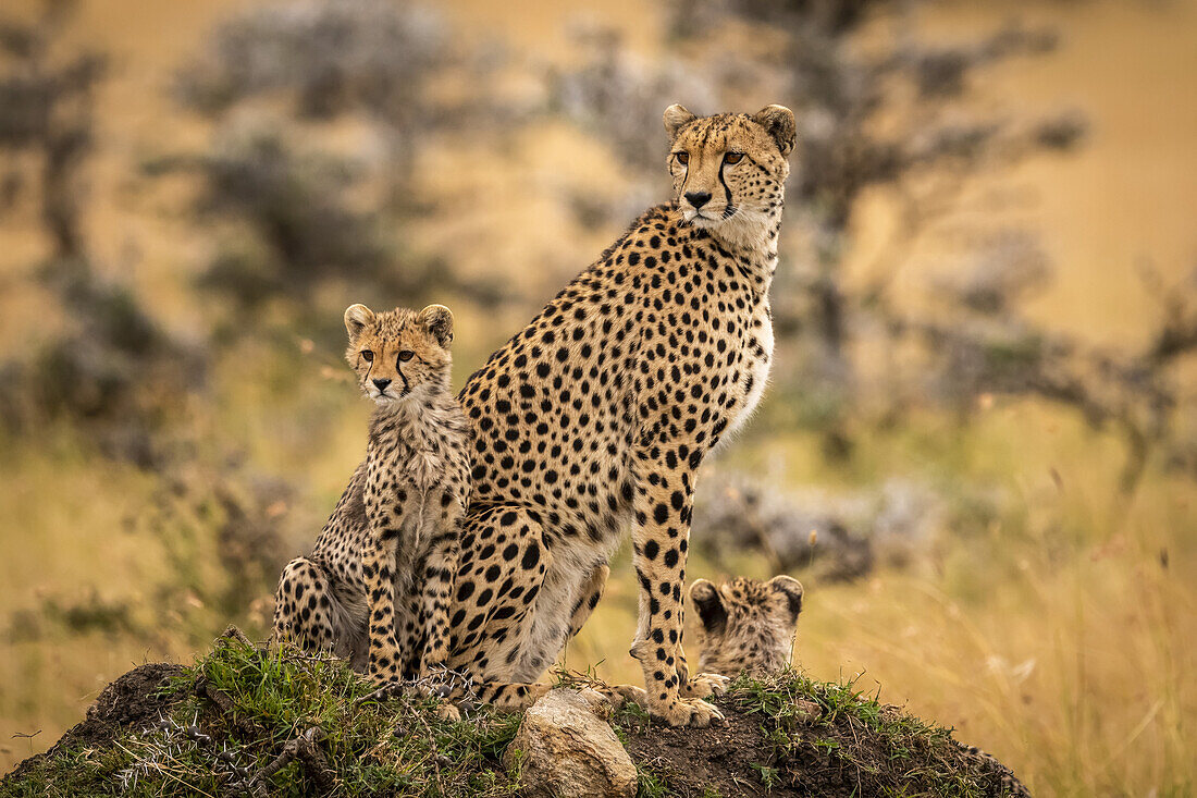 Cheetah (Acinonyx jubatus) and cubs sitting together on mound, Maasai Mara National Reserve; Kenya