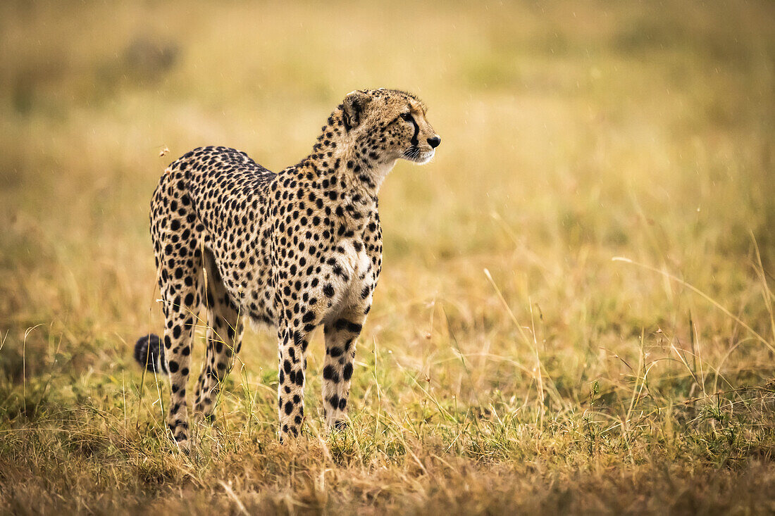 Gepard (Acinonyx jubatus) steht mit erhobenem Kopf im Gras, Maasai Mara National Reserve; Kenia.