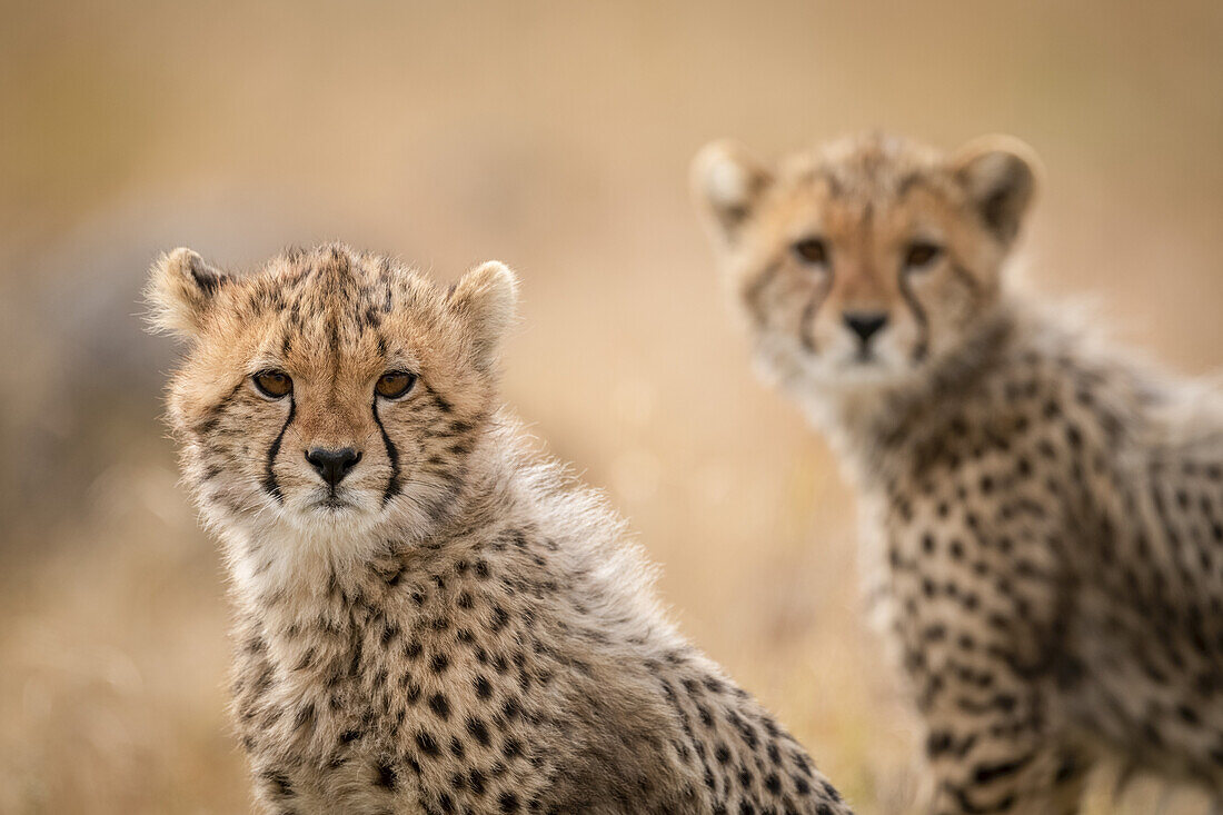 Close-up with cheetah cub (Acinonyx jubatus) with another behind, Maasai Mara National Reserve; Kenya