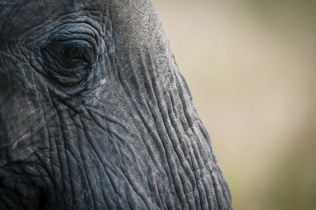Nahaufnahme von Auge und Gesicht eines afrikanischen Buschelefanten (Loxodonta africana), Maasai Mara National Reserve; Kenia.