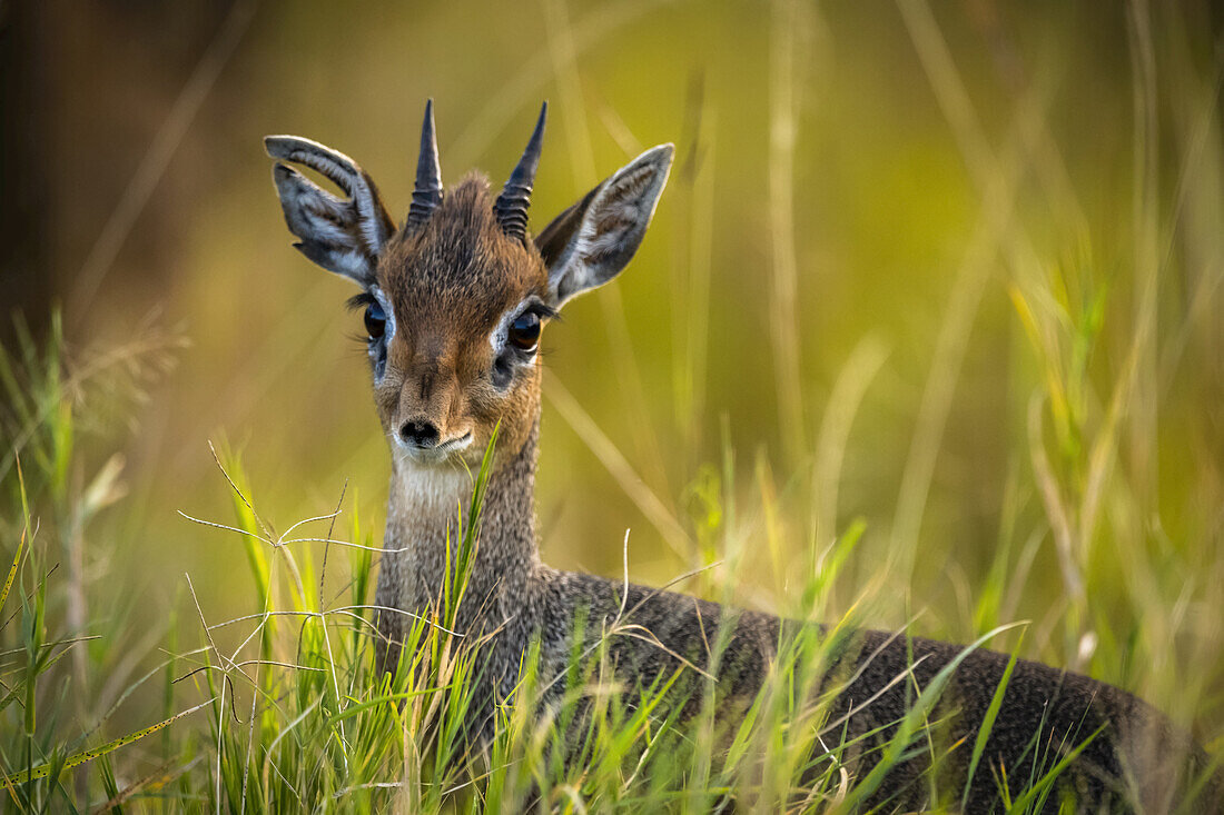 Close-up of Kirk's dik-dik (Madoqua kirkii) in long grass, Maasai Mara National Reserve; Kenya