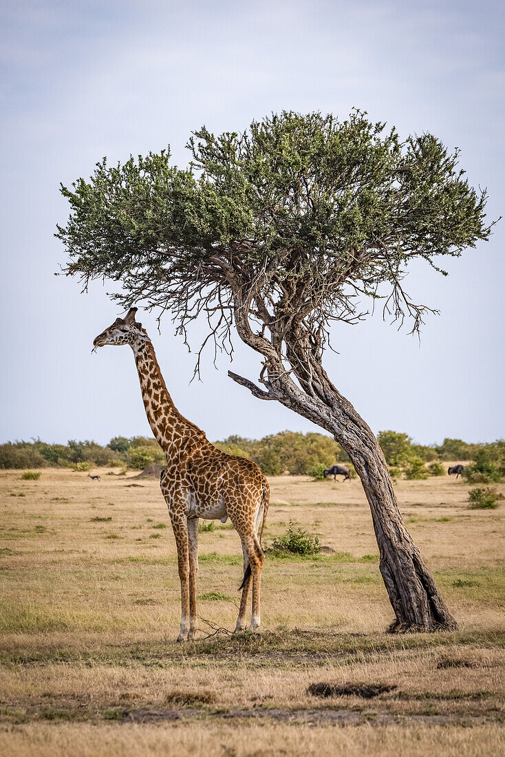 Giraffe (Giraffa camelopardalis tippelskirchii) beim Fressen unter einem schiefen Baum in der Savanne, Maasai Mara Nationalreservat; Kenia.