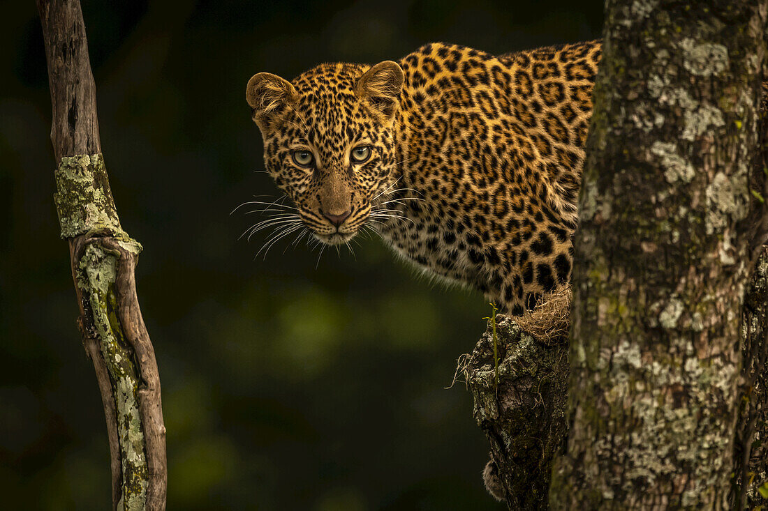 Leopard (Panthera pardus) starrt zwischen mit Flechten bewachsenen Ästen, Maasai Mara National Reserve; Kenia.