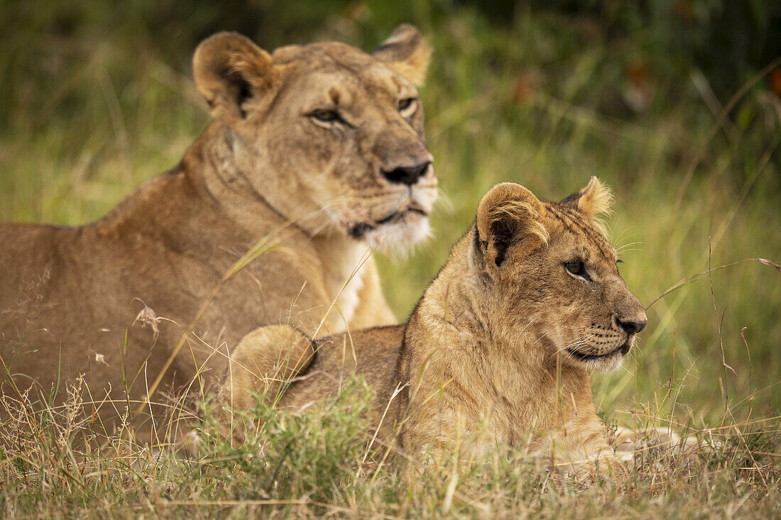 Lion (Panthera leo) cub lies beside mother in grass, Maasai Mara National Reserve; Kenya