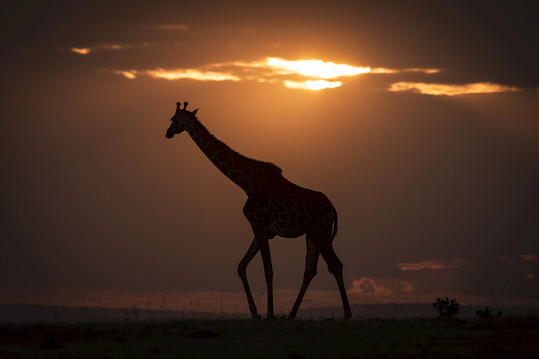 Masai giraffe (Giraffa camelopardalis tippelskirchii) walks along horizon at sundown, Maasai Mara National Reserve; Kenya