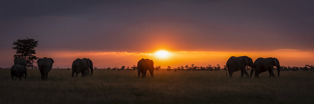 Panorama der afrikanischen Elefanten (Loxodonta africana) bei Sonnenuntergang, Maasai Mara National Reserve; Kenia.