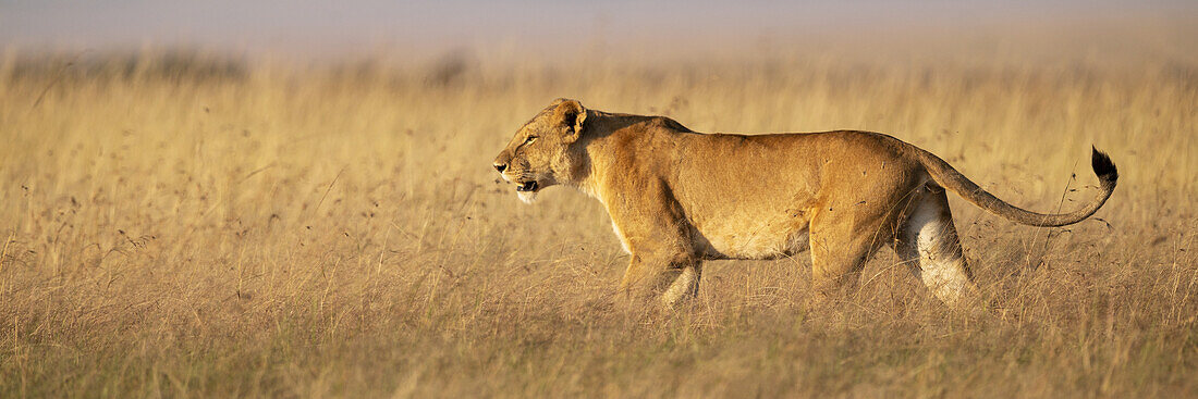 Panorama of lioness (Panthera Leo) in grass in profile, Maasai Mara National Reserve; Kenya